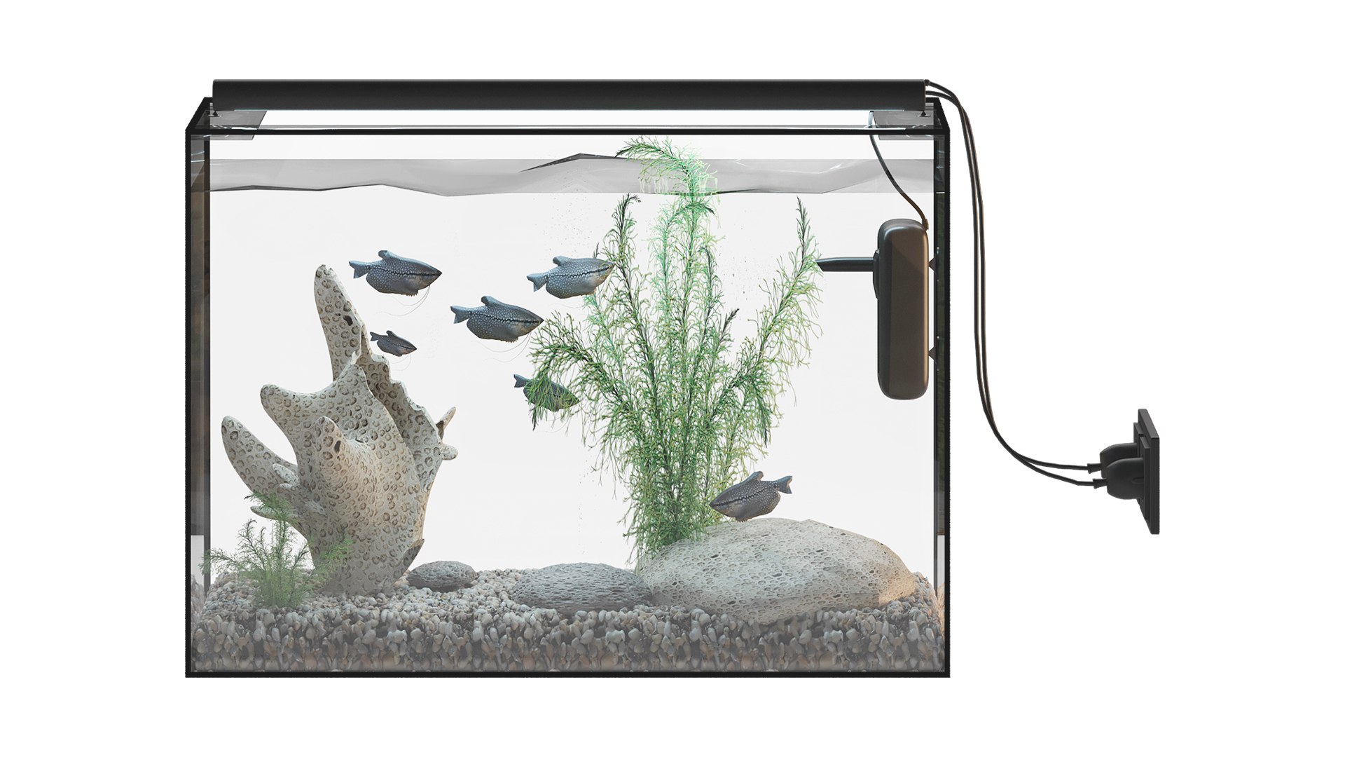 Fish Gourami Aquarium 70x30 3D model 3D model https://p.turbosquid.com/ts-thumb/HG/52lSU0/A1/aquarium/jpg/1761764385/1920x1080/fit_q87/e15a364ef1d80936d2b2050c0bfeaef2d49b23b2/aquarium.jpg