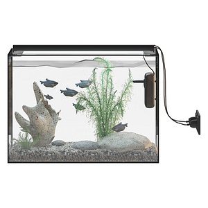 Fish Gourami Aquarium 70x30 3D model 3D model