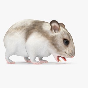 3D Campbell Dwarf Hamster Brownish Gray Rigged model