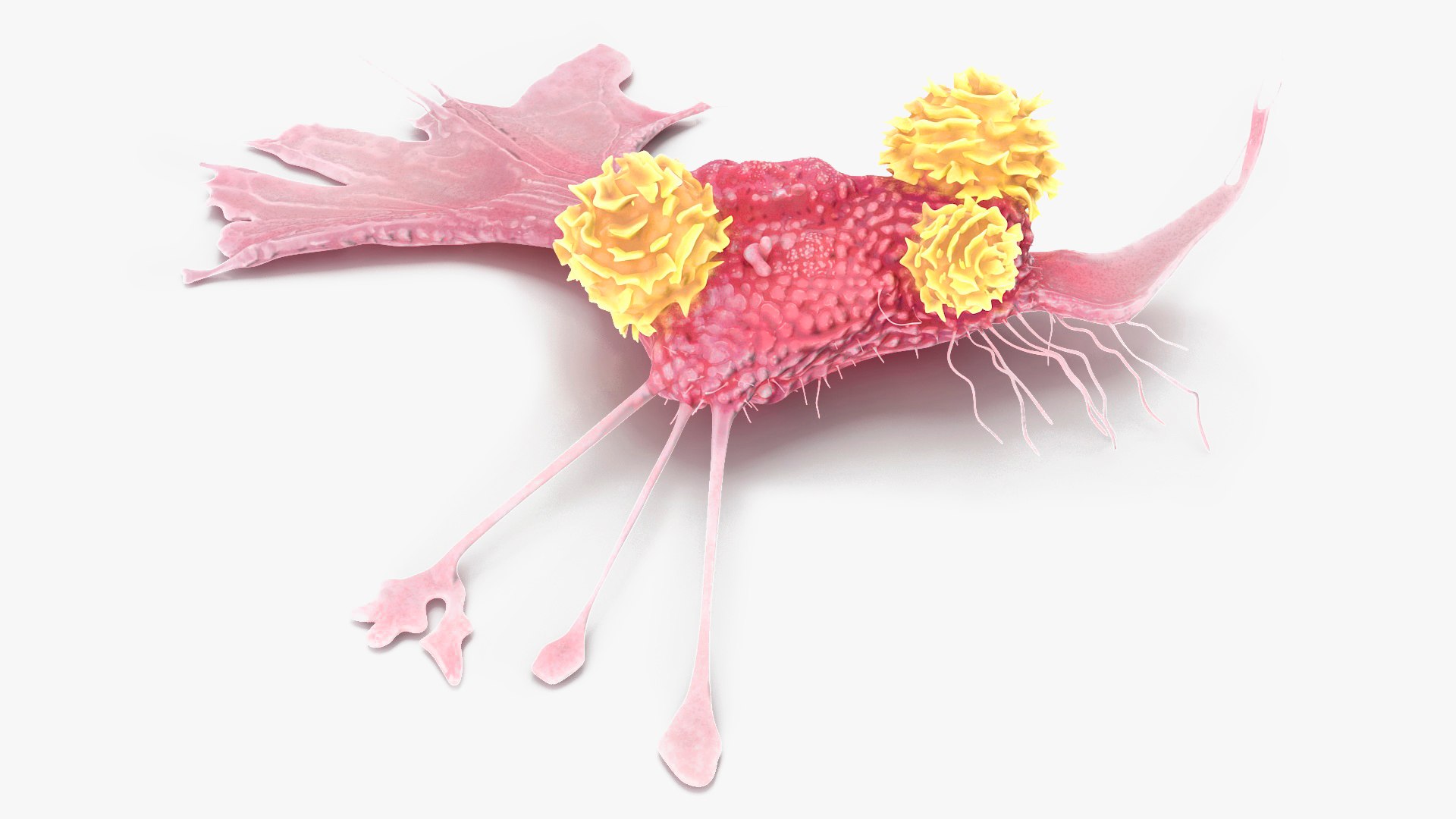 Cancer Cell with 3 Lymphocytes 3D model preview