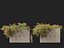 Campsis radicans - Trumpet vine