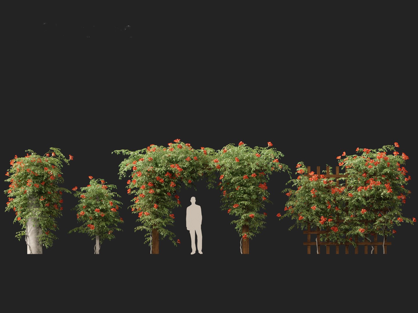 Campsis radicans - Trumpet vine 3D model https://p.turbosquid.com/ts-thumb/HG/OB6KVb/6M/campsisradicans014/jpg/1706531995/1920x1080/fit_q87/88df514825ceeebba2e1513b6a6013f6e657ede9/campsisradicans014.jpg