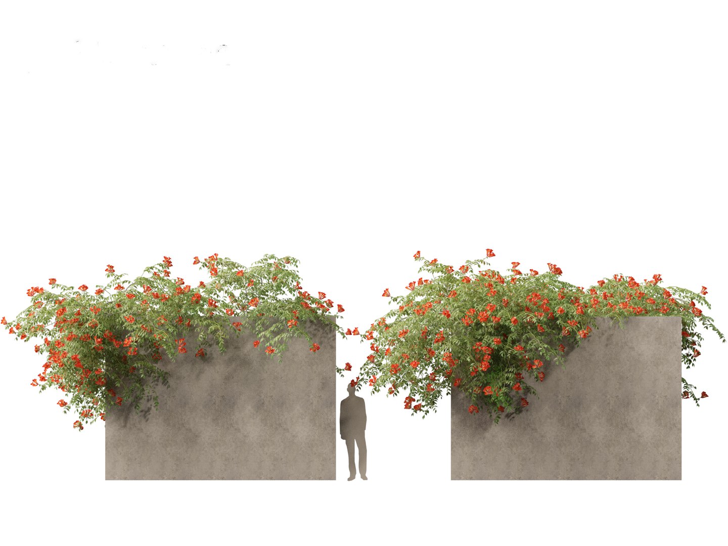 Campsis radicans - Trumpet vine 3D model https://p.turbosquid.com/ts-thumb/HG/OB6KVb/6z/campsisradicans017/jpg/1706532001/1920x1080/fit_q87/0a04a2c24bbd527329d977d6a26d23c33cd5b0f0/campsisradicans017.jpg