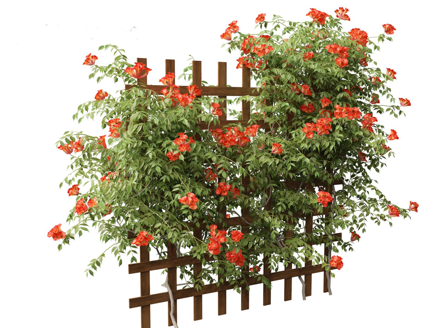 Campsis radicans - Trumpet vine 3D model https://p.turbosquid.com/ts-thumb/HG/OB6KVb/D1/campsisradicans0113/jpg/1706532010/1920x1080/fit_q87/71ce8bb8ea41efb92e305b18d1756357fafbde9c/campsisradicans0113.jpg
