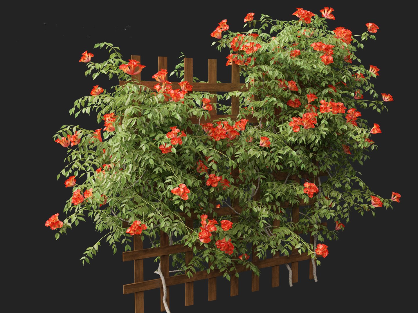 Campsis radicans - Trumpet vine 3D model https://p.turbosquid.com/ts-thumb/HG/OB6KVb/Vh/campsisradicans0114/jpg/1706532012/1920x1080/fit_q87/abbb01815dd287dd55a721aa82f6744d987e4f46/campsisradicans0114.jpg