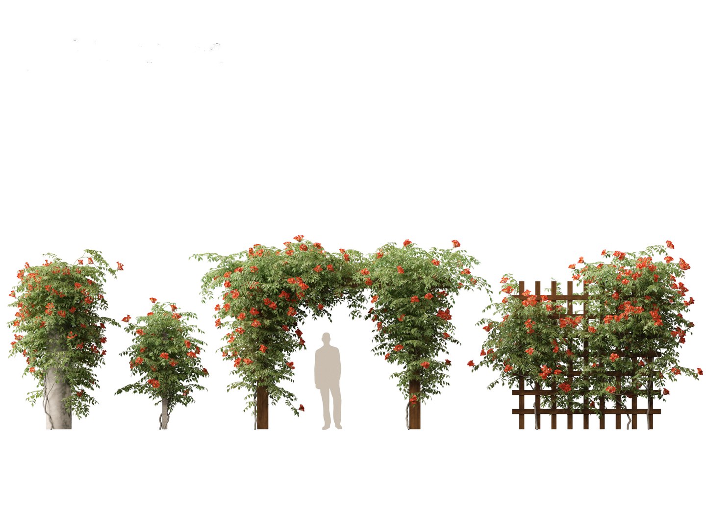 Campsis radicans - Trumpet vine 3D model https://p.turbosquid.com/ts-thumb/HG/OB6KVb/a4/campsisradicans013/jpg/1706531989/1920x1080/fit_q87/ec586020500bb8a683177399b5bfe211d4237480/campsisradicans013.jpg