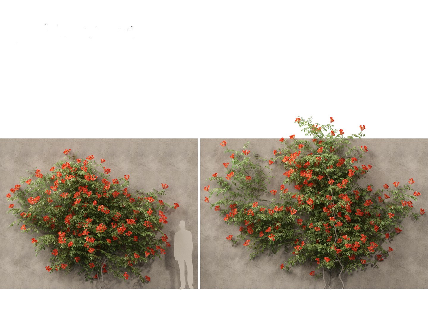 Campsis radicans - Trumpet vine 3D model https://p.turbosquid.com/ts-thumb/HG/OB6KVb/aY/campsisradicans015/jpg/1706531995/1920x1080/fit_q87/0dd8f026379199bfbc0a9c45ee9ee7923ae32472/campsisradicans015.jpg