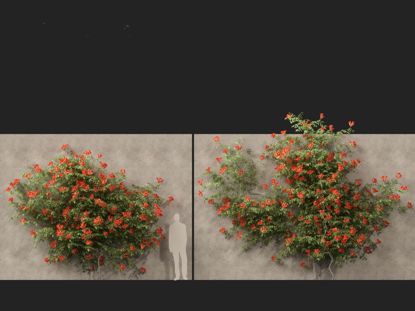 Campsis radicans - Trumpet vine 3D model https://p.turbosquid.com/ts-thumb/HG/OB6KVb/tb/campsisradicans016/jpg/1706532000/1920x1080/fit_q87/0288a81a61752ef8f431b82d21c8a3531bc71d9d/campsisradicans016.jpg
