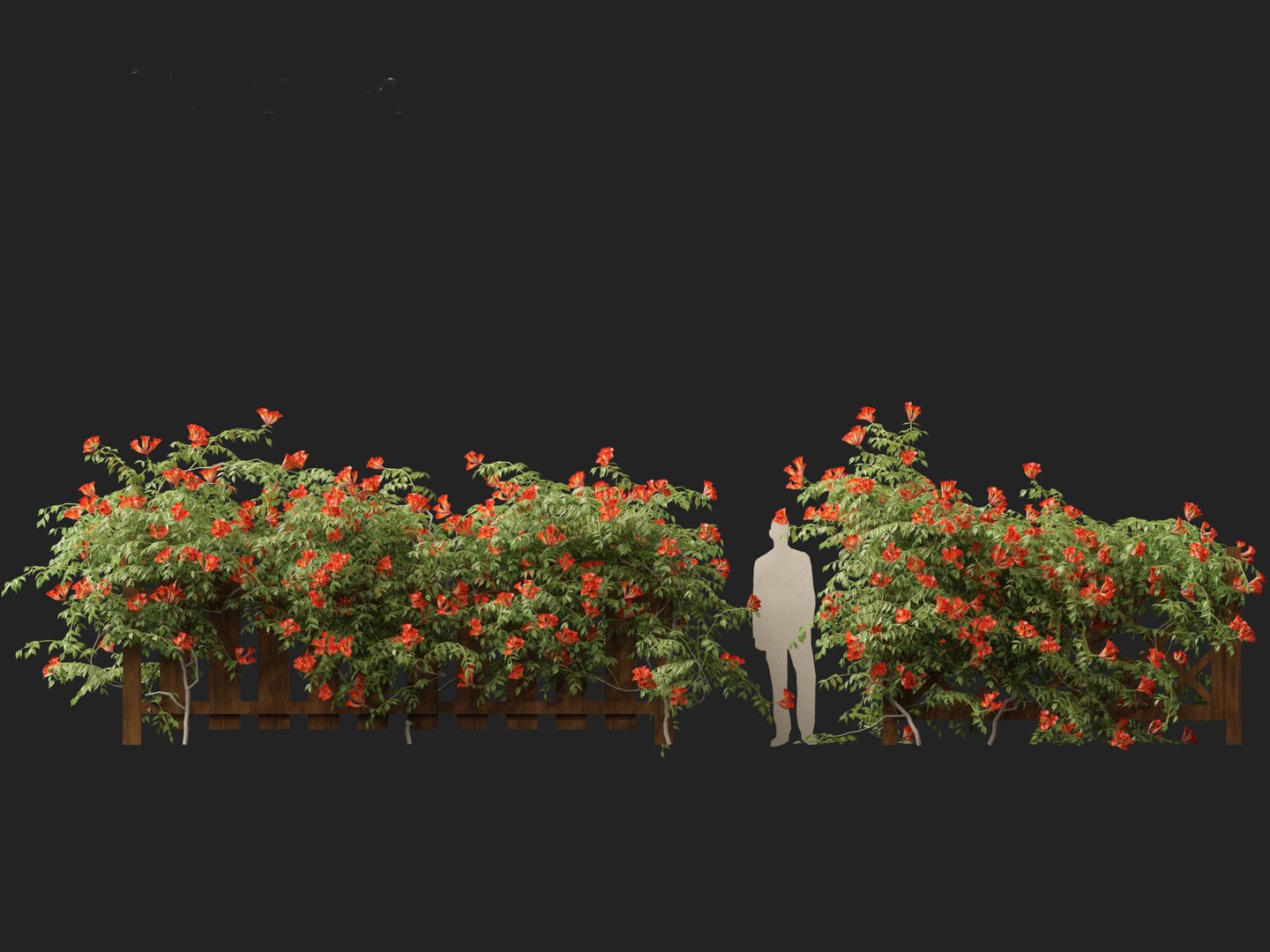 Campsis radicans - Trumpet vine 3D model https://p.turbosquid.com/ts-thumb/HG/OB6KVb/uT/campsisradicans0110/jpg/1706532006/1920x1080/fit_q87/e8cd942f4becdd4500862800322526c0ebf4c030/campsisradicans0110.jpg