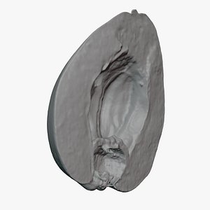 Ripe Loquat Half Section - For 3D Print