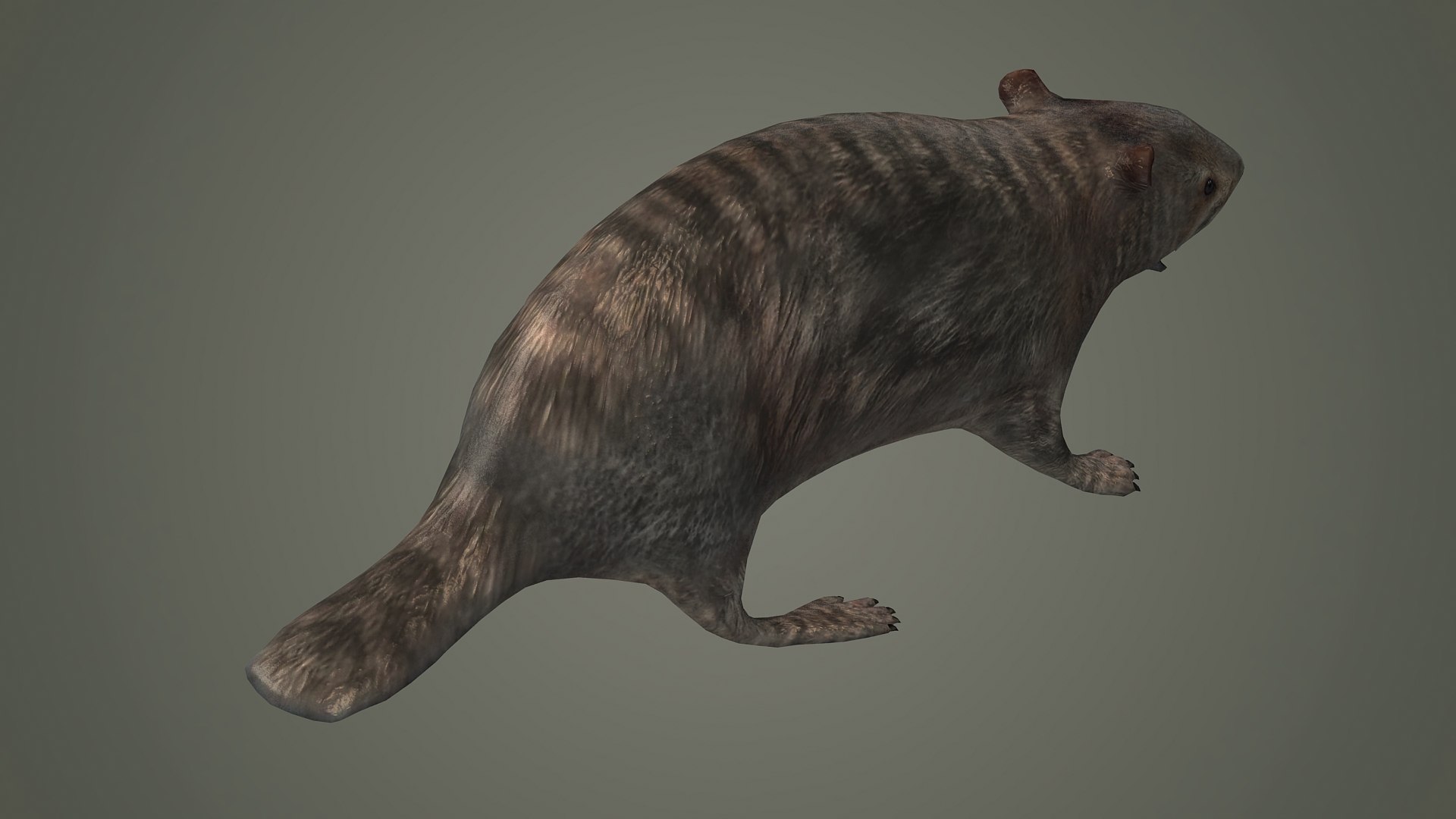 mammal groundhog rodent beaver squirrel mountains 3D https://p.turbosquid.com/ts-thumb/HG/PXJtAT/SY/z005/jpg/1715871434/1920x1080/fit_q87/3c8017f3c13a404219a752daab16d0805b2dce05/z005.jpg