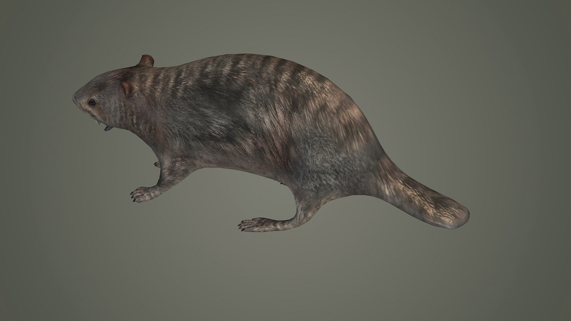 mammal groundhog rodent beaver squirrel mountains 3D https://p.turbosquid.com/ts-thumb/HG/PXJtAT/bi/z004/jpg/1715871433/1920x1080/fit_q87/680c1258000efa3ac22dfae4f0374778951968e6/z004.jpg