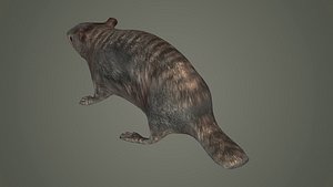 mammal groundhog rodent beaver squirrel mountains 3D
