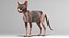 sphynx cats 3D model