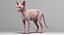 sphynx cats 3D model