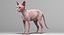 sphynx cats 3D model