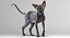 sphynx cats 3D model