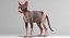 sphynx cats 3D model