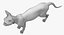 sphynx cats 3D model