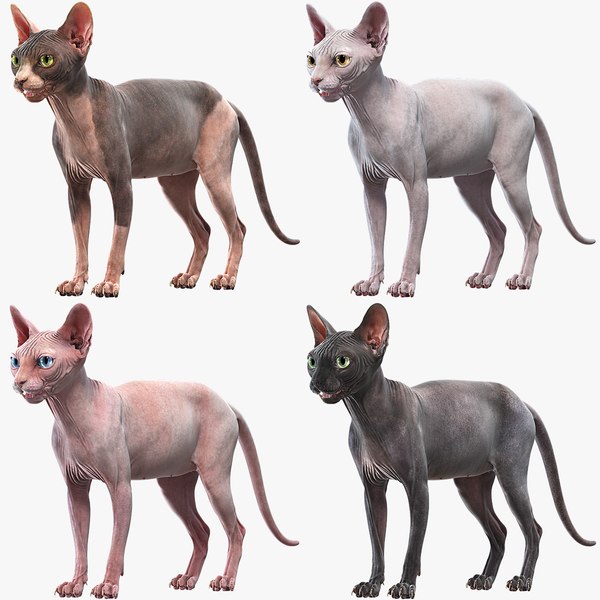 sphynx cats 3D model