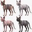 sphynx cats 3D model