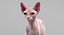 sphynx cats 3D model