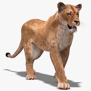 3d lioness rigging animation cat