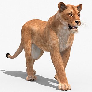 3d lioness rigging animation cat