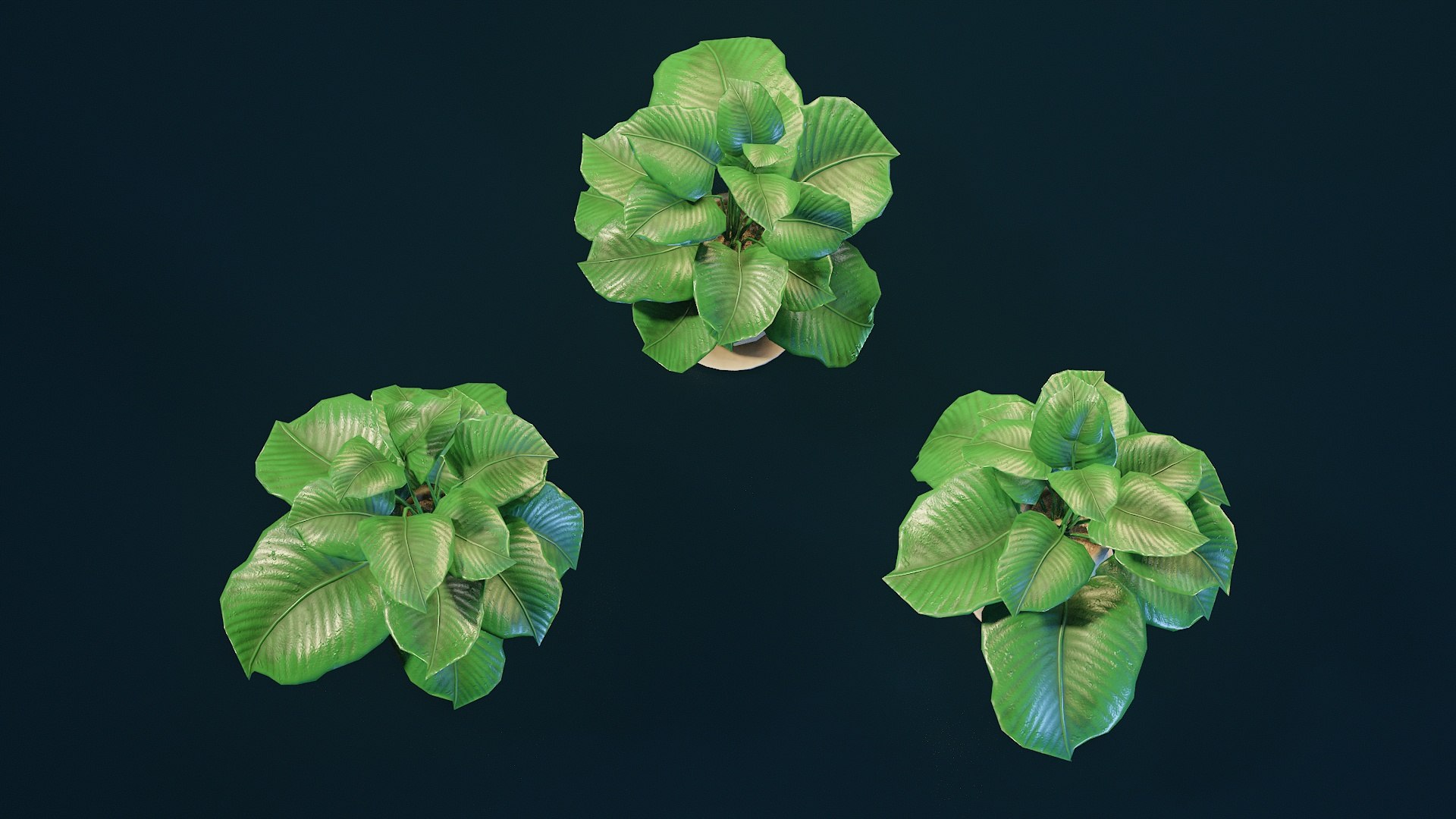 Stylized House Plant 33 3D model https://p.turbosquid.com/ts-thumb/HG/a5jyoA/l6/p33_007/jpg/1783084798/1920x1080/fit_q87/4170e8ab979c8ccbb0388809cdc452f50136bbae/p33_007.jpg