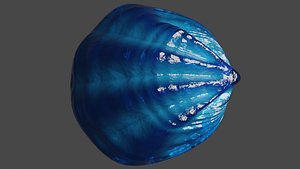 Fan Sea Shell 3D model