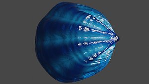 Fan Sea Shell