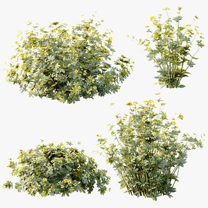 AV Plant Bush Tormentil Potentilla Erecta 01 model