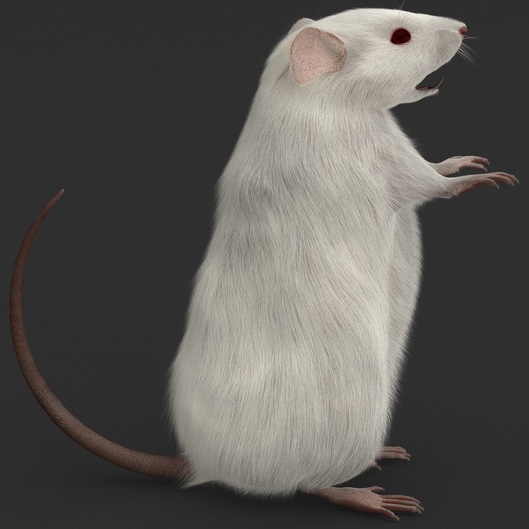 3d https://p.turbosquid.com/ts-thumb/HG/zpEQJ5/BOs5ttrK/mousepose3_10/jpg/1405611383/1920x1080/fit_q87/6d1089620d6c853207cec9e8e83f19d458da0ba7/mousepose3_10.jpg
