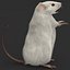 Mouse Pose 3