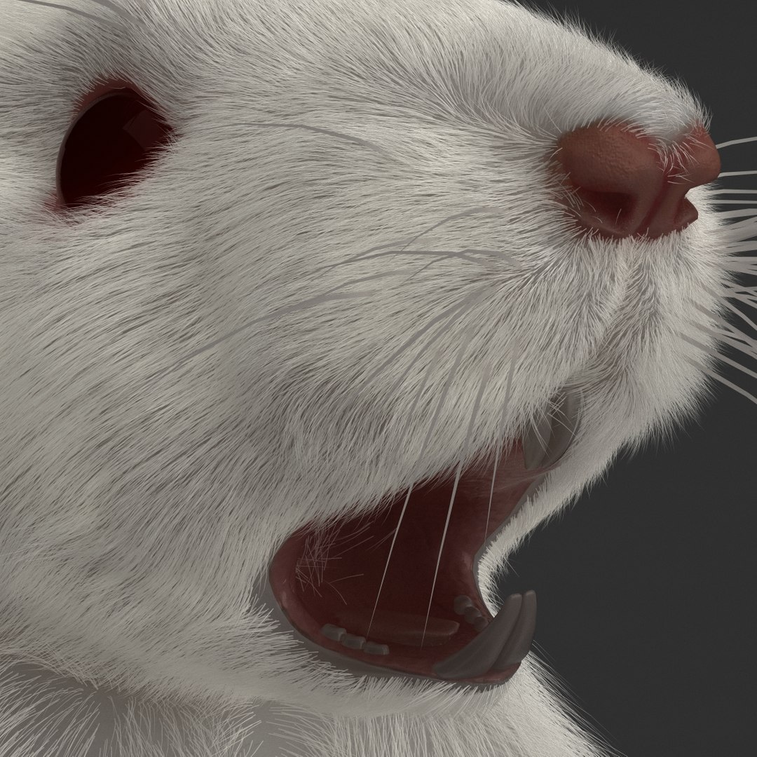 3d https://p.turbosquid.com/ts-thumb/HG/zpEQJ5/CD5CLFmQ/mousepose3_17/jpg/1405611346/1920x1080/fit_q87/f52cb0827553a49bb50ce6654051ea7bd2d4394c/mousepose3_17.jpg