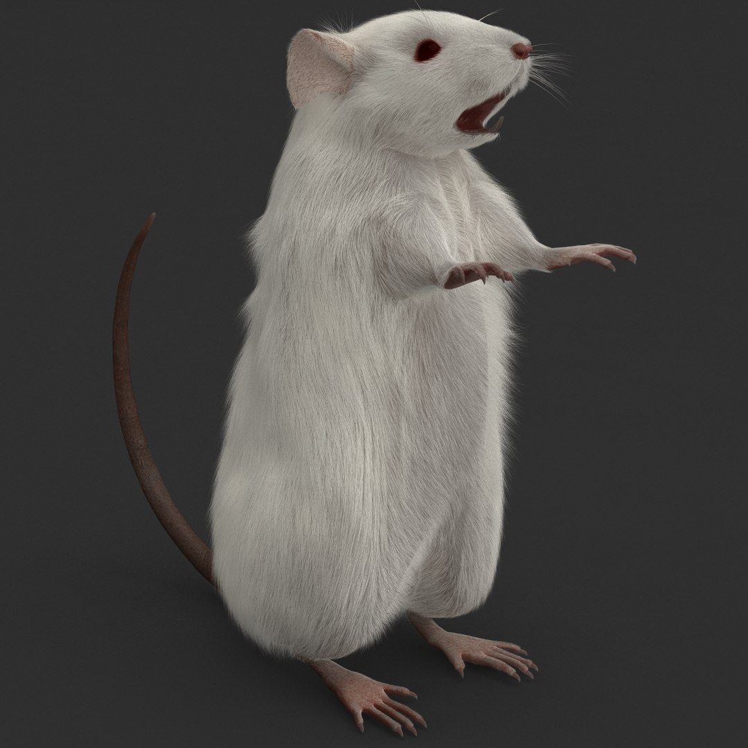 3d https://p.turbosquid.com/ts-thumb/HG/zpEQJ5/GUxn7VaV/mousepose3_9/jpg/1405611381/1920x1080/fit_q87/66dba8edd52bd0cdd61152b6c554d75fc3c7a431/mousepose3_9.jpg