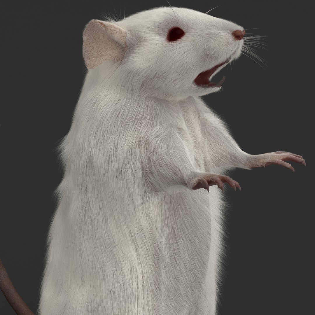3d https://p.turbosquid.com/ts-thumb/HG/zpEQJ5/Gzc5F0qR/mousepose3_14/jpg/1405611392/1920x1080/fit_q87/5cac9dbc29ed05f858695dc698bf6fbb409d3b1b/mousepose3_14.jpg