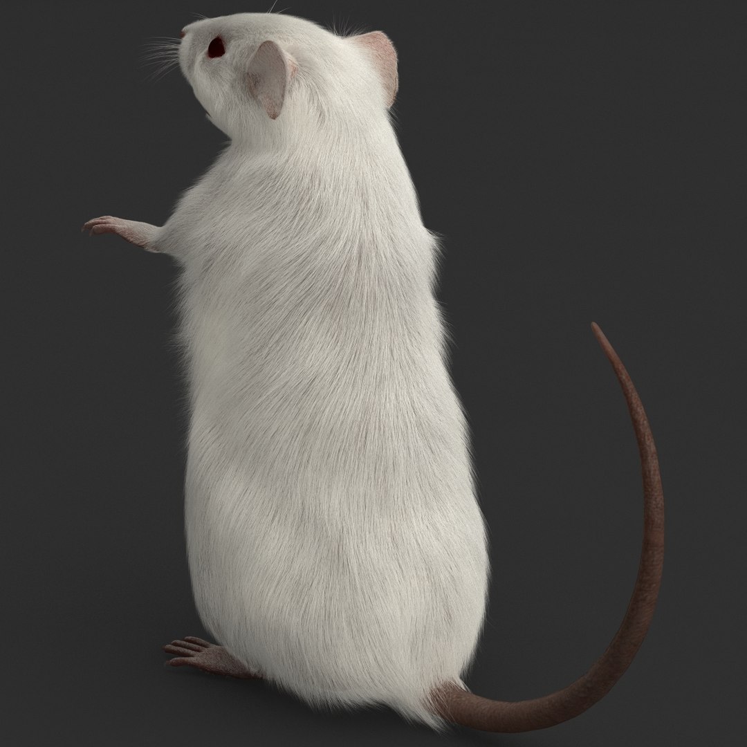 3d https://p.turbosquid.com/ts-thumb/HG/zpEQJ5/HwDxaOeu/mousepose3_12/jpg/1405611336/1920x1080/fit_q87/34bd62c537a986c88391550c471ead115b5e4ce0/mousepose3_12.jpg