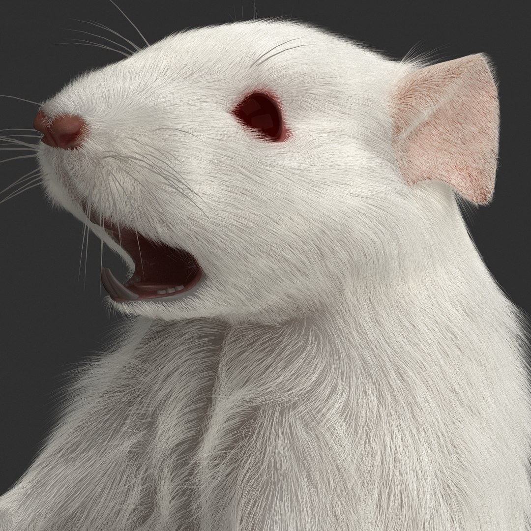 3d https://p.turbosquid.com/ts-thumb/HG/zpEQJ5/PfF5MUU8/mousepose3_15/jpg/1405611343/1920x1080/fit_q87/fa20d6affec0706d0cc837cdaf12845e95805481/mousepose3_15.jpg