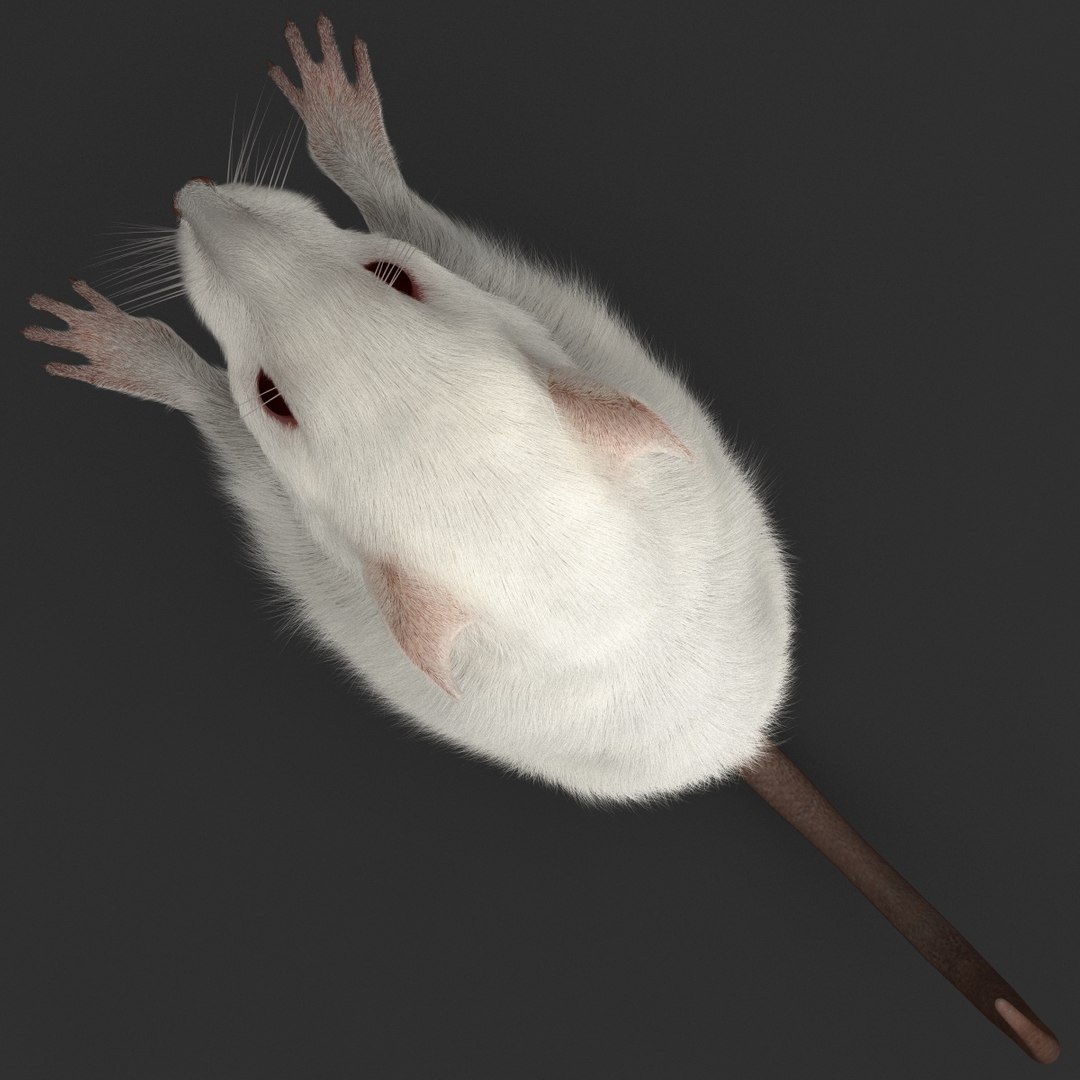 3d https://p.turbosquid.com/ts-thumb/HG/zpEQJ5/X0RHvaPP/mousepose3_13/jpg/1405611371/1920x1080/fit_q87/ac906f604c759155e25b579581d5cc6bcfbaeedb/mousepose3_13.jpg