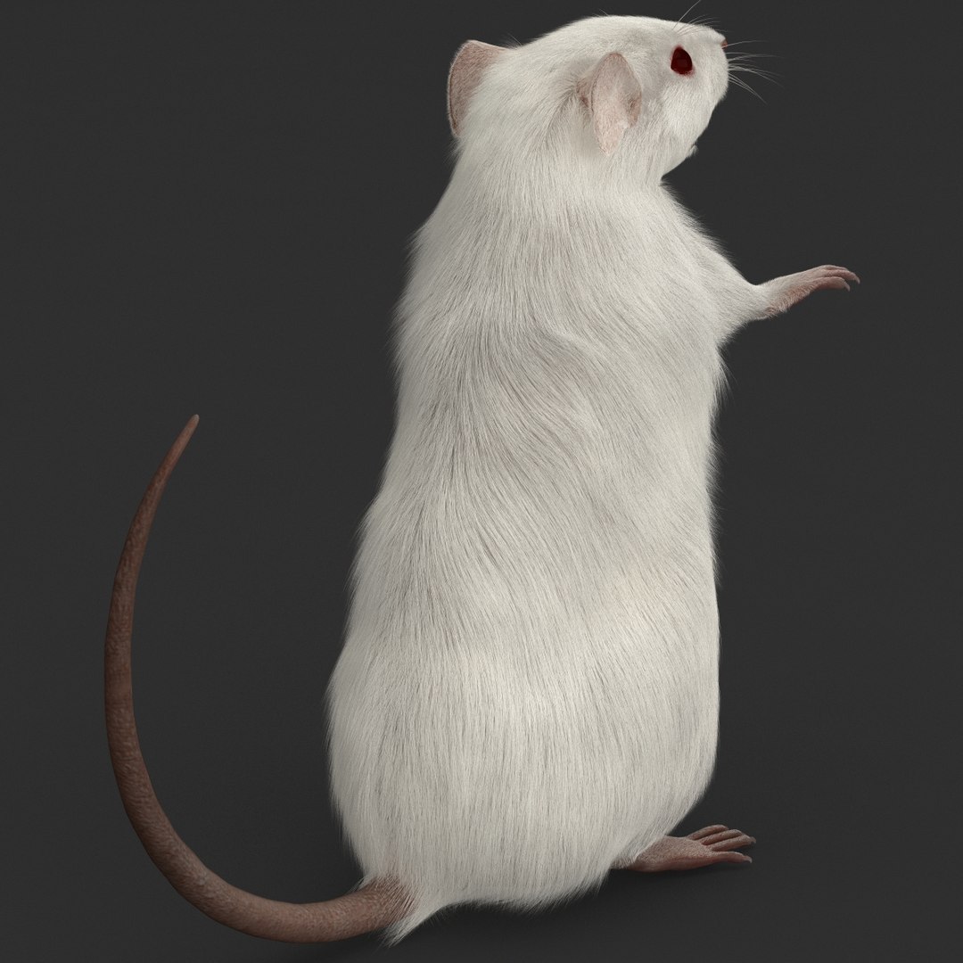 3d https://p.turbosquid.com/ts-thumb/HG/zpEQJ5/YuqY7vVJ/mousepose3_11/jpg/1405611333/1920x1080/fit_q87/b7195becbef26301354ebcba485818a6e9f7fc12/mousepose3_11.jpg