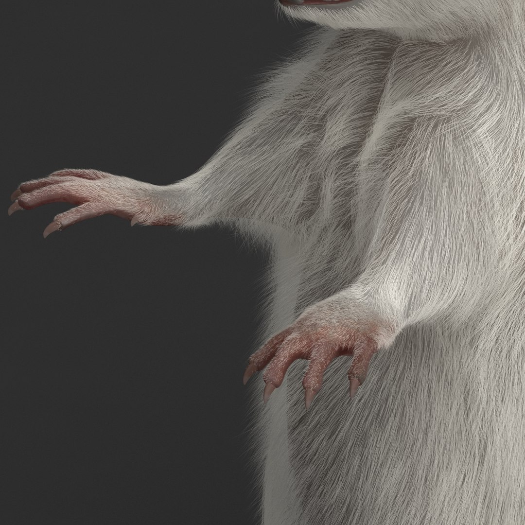 3d https://p.turbosquid.com/ts-thumb/HG/zpEQJ5/f3PBQU45/mousepose3_18/jpg/1405611381/1920x1080/fit_q87/03aff2e80b5a556a8298dc708a07c97800c23007/mousepose3_18.jpg