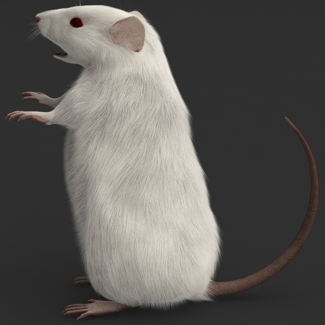 3d https://p.turbosquid.com/ts-thumb/HG/zpEQJ5/tR1safQ8/mousepose3_8/jpg/1405611360/1920x1080/fit_q87/b138d7f84ee55143b811707fd4a2ed218b60a16a/mousepose3_8.jpg