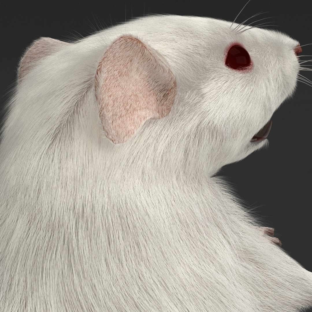 3d https://p.turbosquid.com/ts-thumb/HG/zpEQJ5/z2WH63IO/mousepose3_16/jpg/1405611344/1920x1080/fit_q87/7f195cb1e46000ec7ac7f2a6787c77598c1251e8/mousepose3_16.jpg