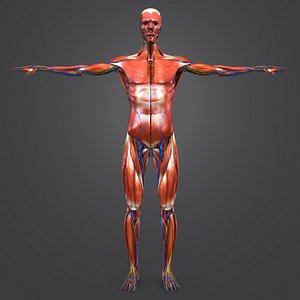 3D body natural skin muscles