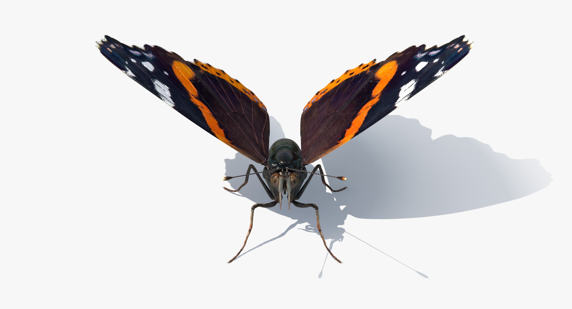 3D red admirable butterfly model https://p.turbosquid.com/ts-thumb/HH/dZWVrb/MYKsAJHs/redadmirablebutterflymb3dmodel004/jpg/1502092260/1920x1080/fit_q87/a3599443ce68d73a9e7d4c8c4119016213f55b25/redadmirablebutterflymb3dmodel004.jpg