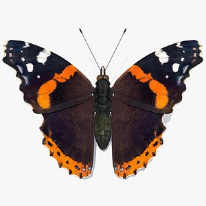 Red Admirable Butterfly