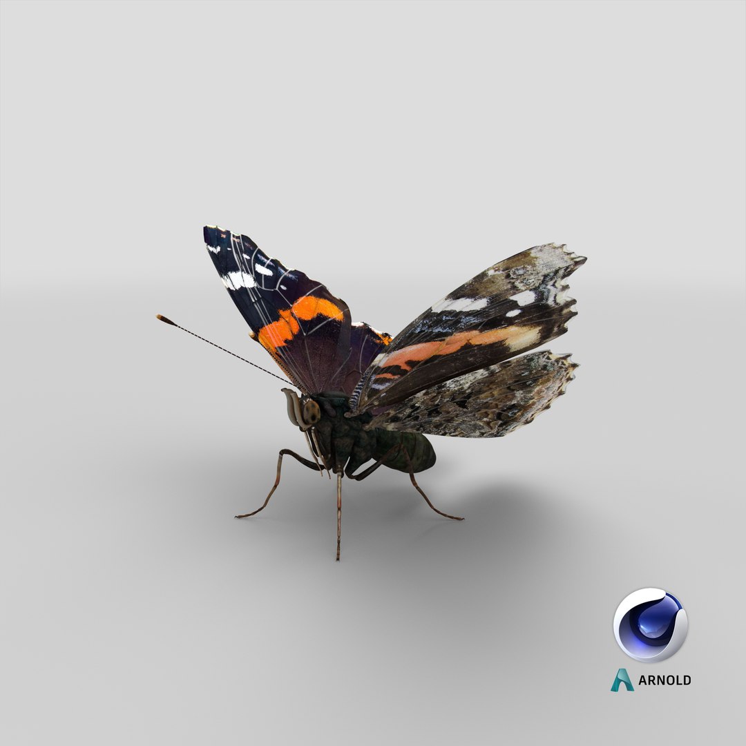 3D red admirable butterfly model https://p.turbosquid.com/ts-thumb/HH/dZWVrb/pX/stemcell_cinema_4d_arnold_render/png/1651054541/1920x1080/fit_q87/e94c5363f0bdd812b94e044484d14e56ba3ec116/stemcell_cinema_4d_arnold_render.jpg