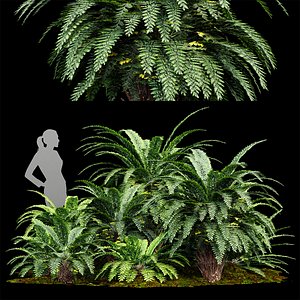 3D Forest lawn Iron Fern Plant
