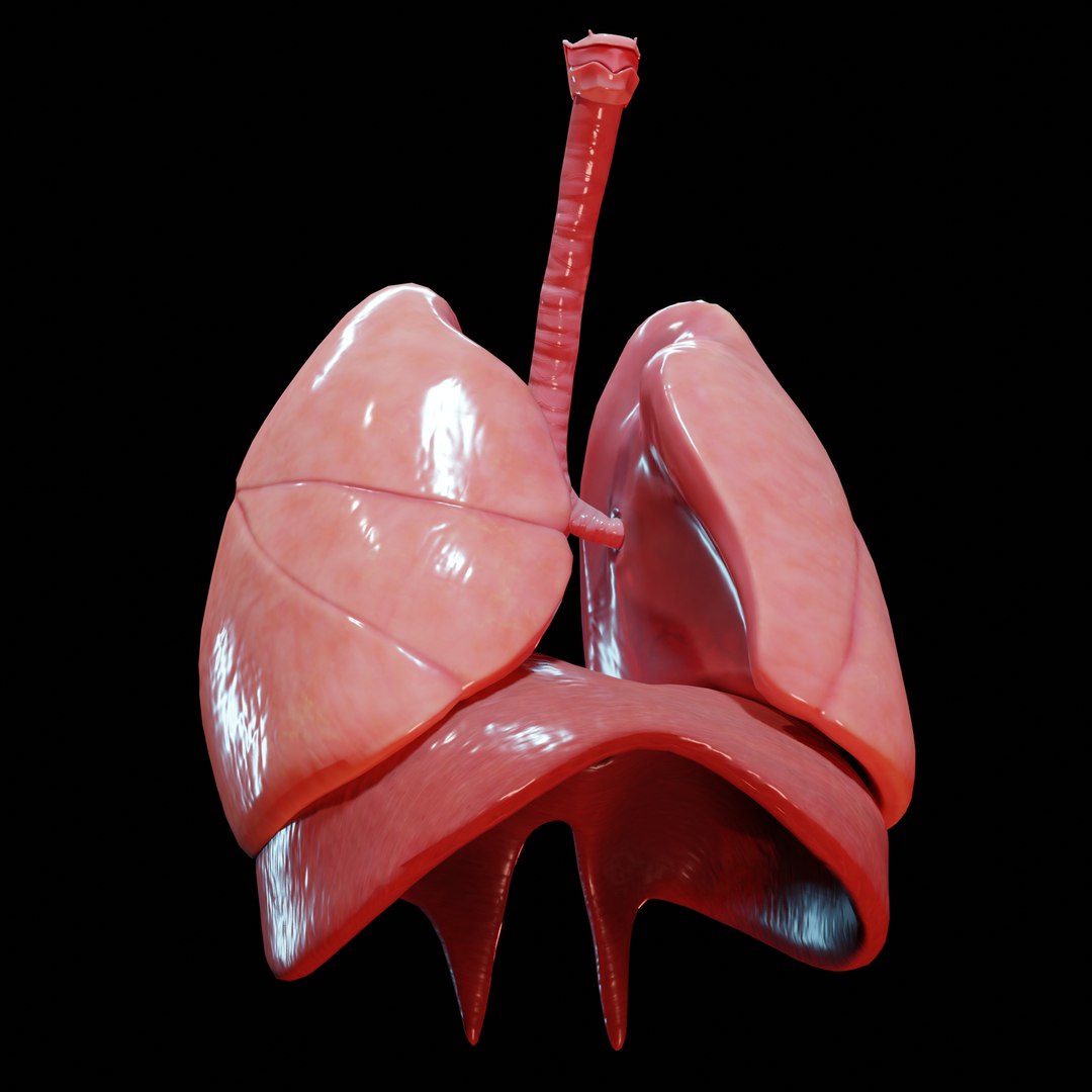 Human lungs 3D - TurboSquid 1647186